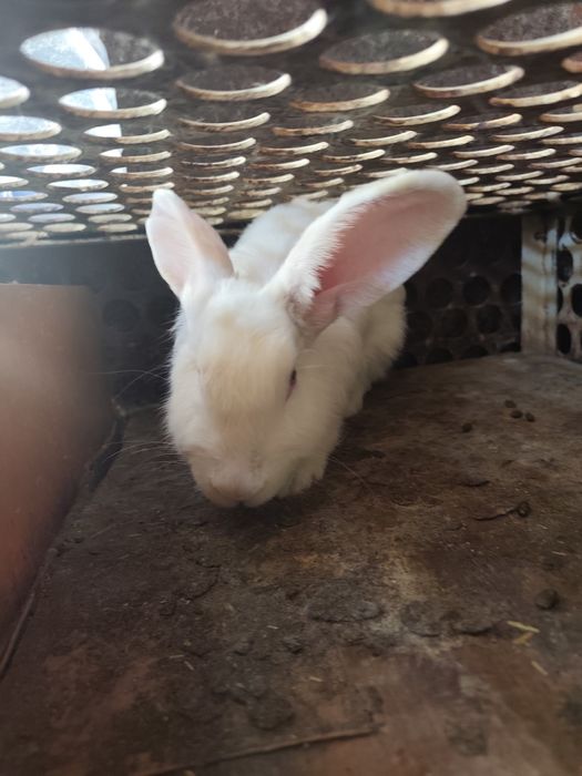 Продаётся кролик белая девочка ей год