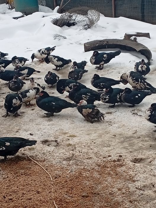 Vând rate leșești