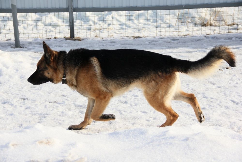 Немецкая овчарка, кабель