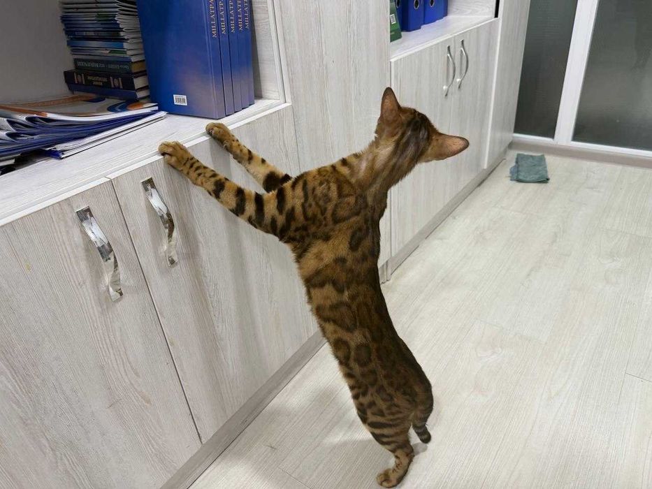 Продаются Bengal