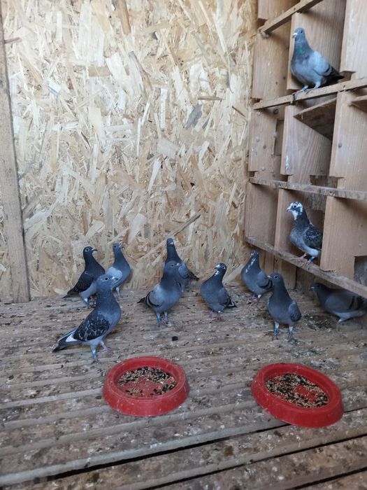 Cloaca pitica cu pui și pui din matca și zburatori