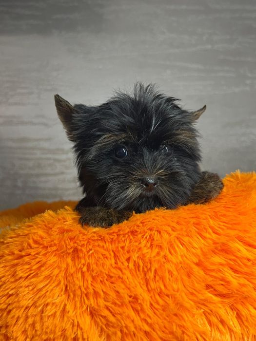 Йоркширский терьер