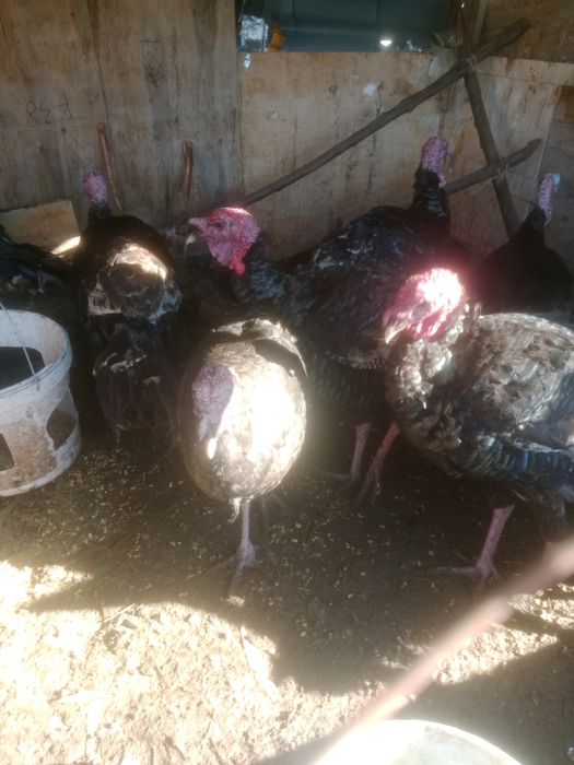 Индюков гибрид продам