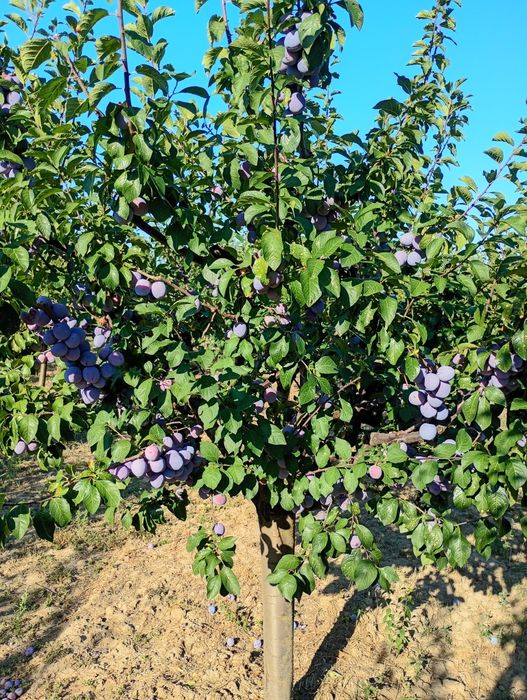 Prune de vânzare