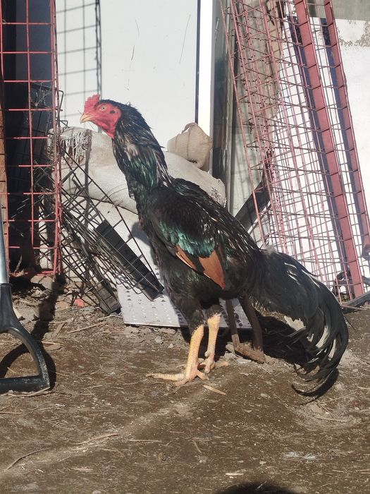 Дакан калашник бой