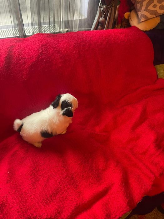 Bichon Havanez/Baiat Bison/Bishon