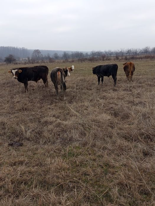 Vând vitei tineri .