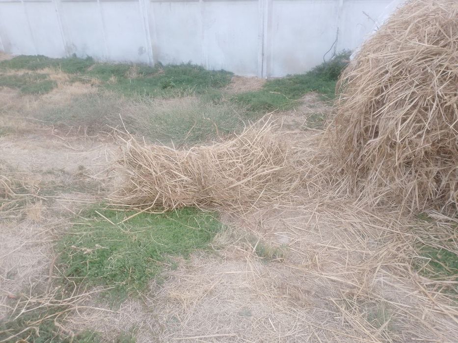 Beda bor bogʻlangan bogʻi 20 mingdan