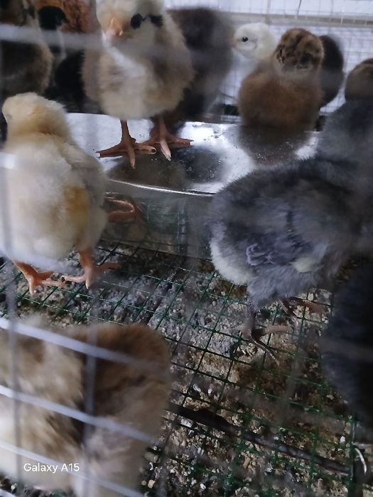 Domashni jo‘ja bor 10ming so‘m