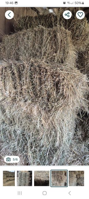 Vând baloti de fan de anu trecut