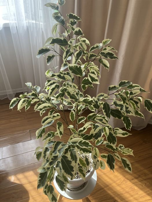 Фикус де гантель