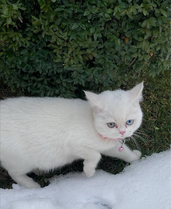 Mushuk sotladi srochna qz bola 6 oylik