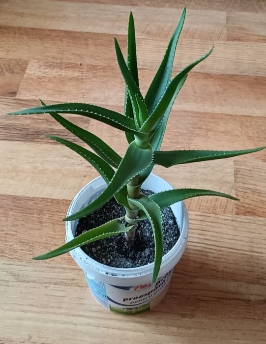 Aloe Arborescens