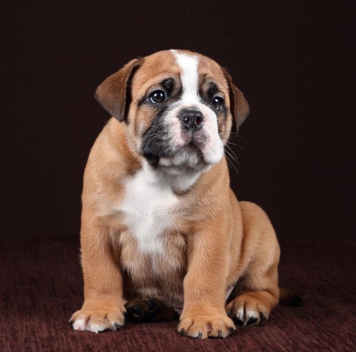 Континентальный бульдог