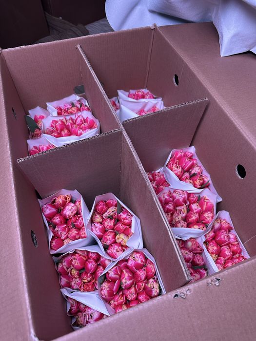 Пионовидные тюльпаны белорусские