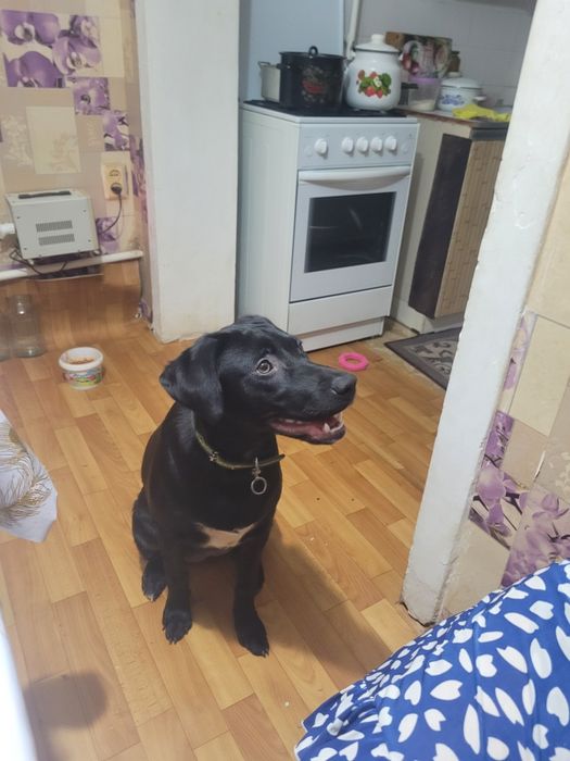 Отдам в добрые руки