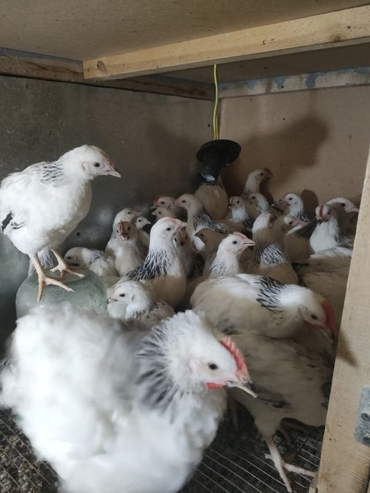 1,5 месячные цыплята Адлер