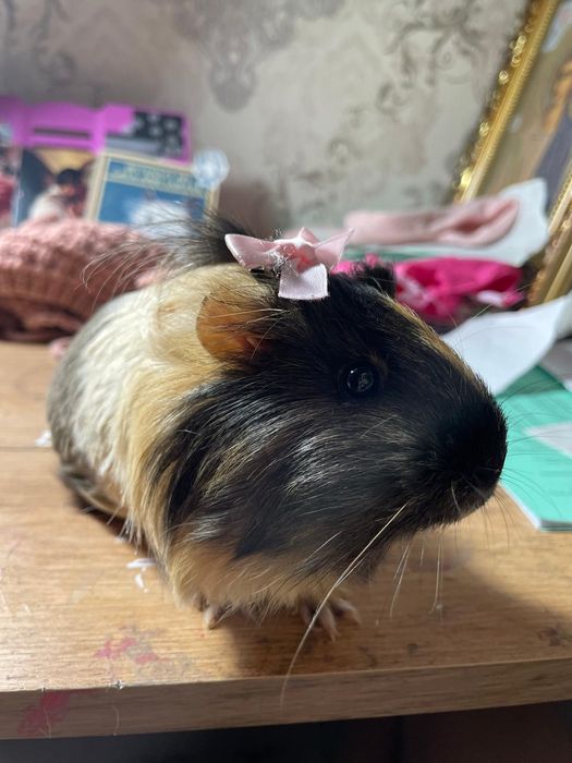 Продам морскую свинку девочку