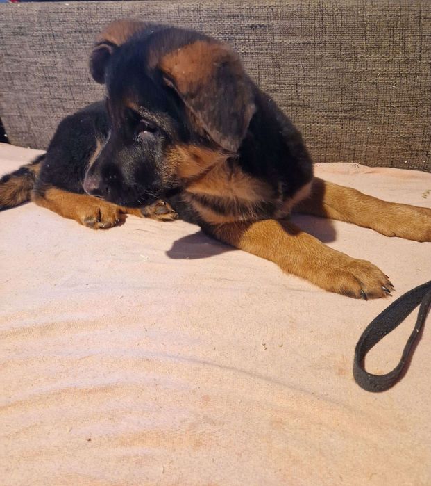 Ciobanesc german cu pedigree