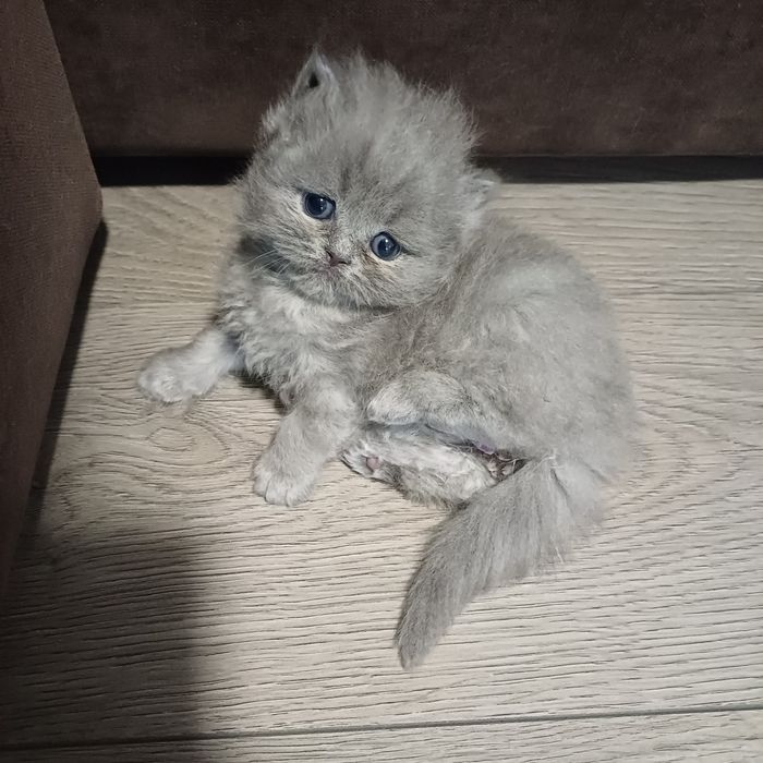 Британски котенца