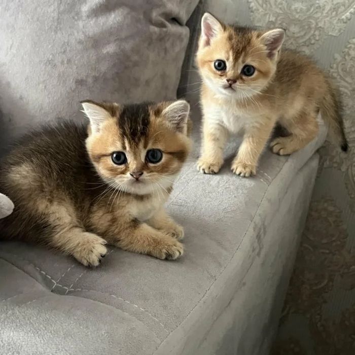 Королевские Золотые Шиншиллы