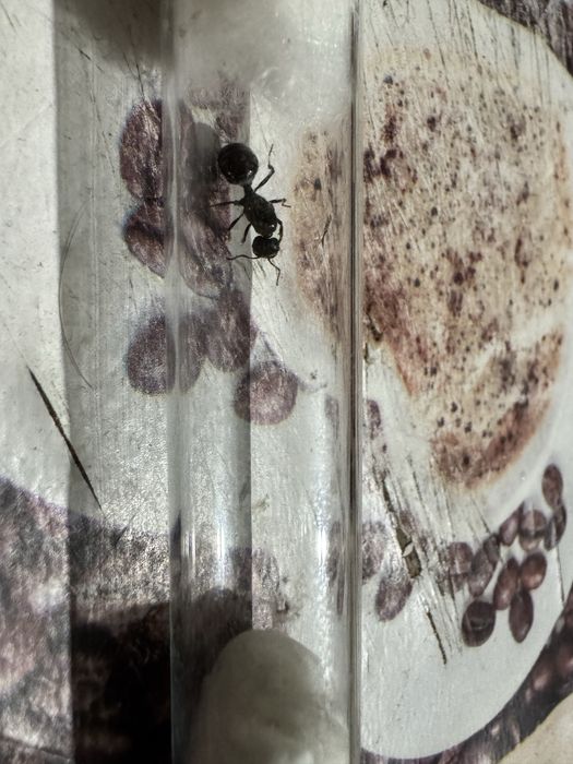 Продам муравьёв матка + расплод