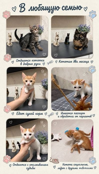 Котята - бесплатно. В хорошие руки