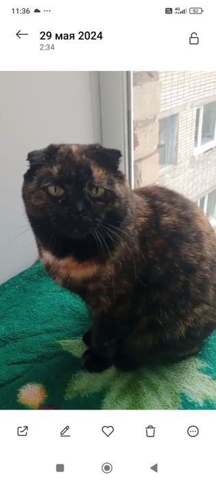 Отдам в добрые ручки