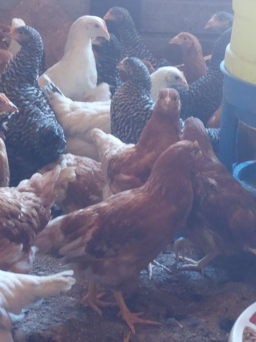 Puicute de oua si curcani de carne