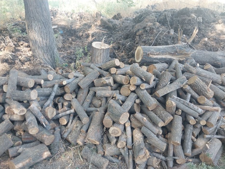 Продаю Дрова (карагач, цельные чурки)