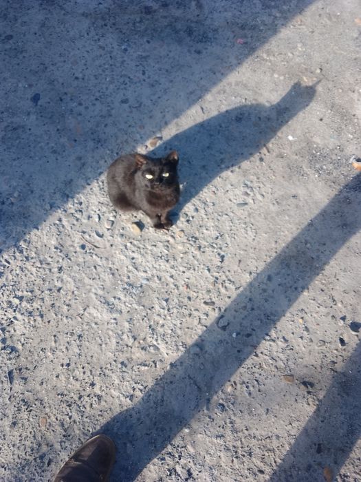 Кошка возраст один год.