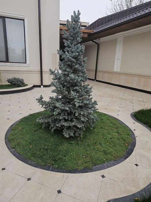 Ландшафтная компания ENTER GREEN LIFE