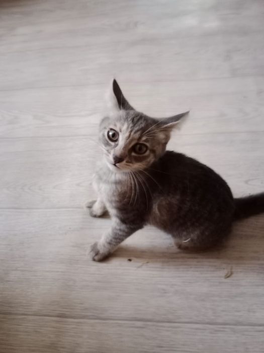 Отдам добрые руки котят