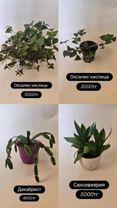 Растения для дома и офиса