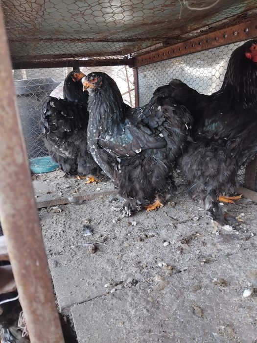 Vand pasari cocoși  brahma porțelan cochinchina  urias bobat