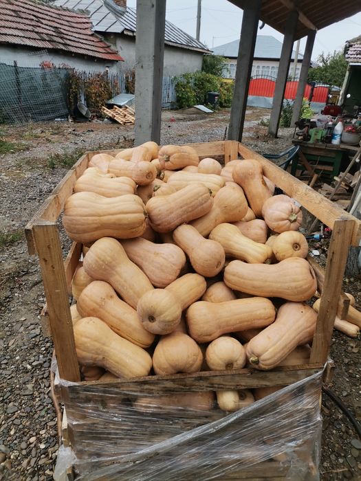 Vând dovleci placintar