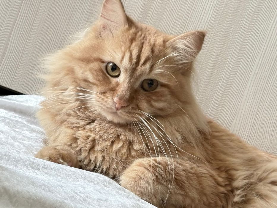Отдам кота 2 года