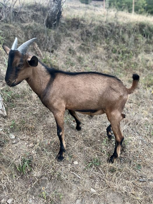 Țapi de vanzare