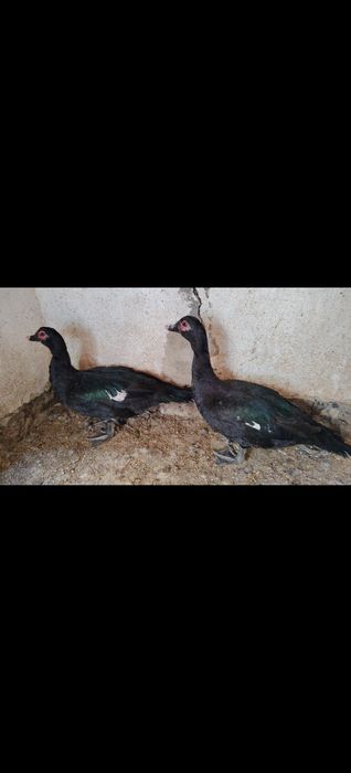 Изумрудный самец индаутки