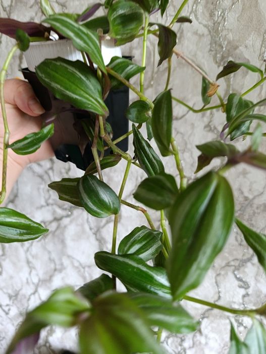 Традесканция срезом кжби