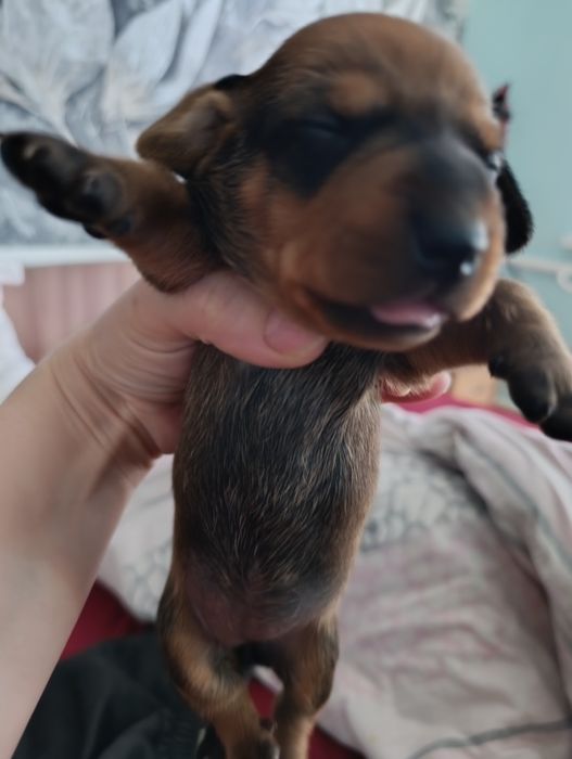 Щенки таксы.Классные!