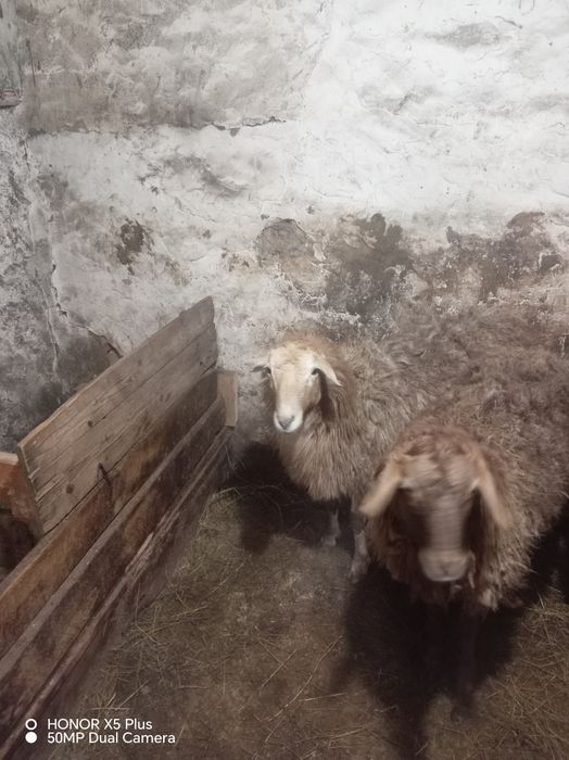 Кой токты сатылады