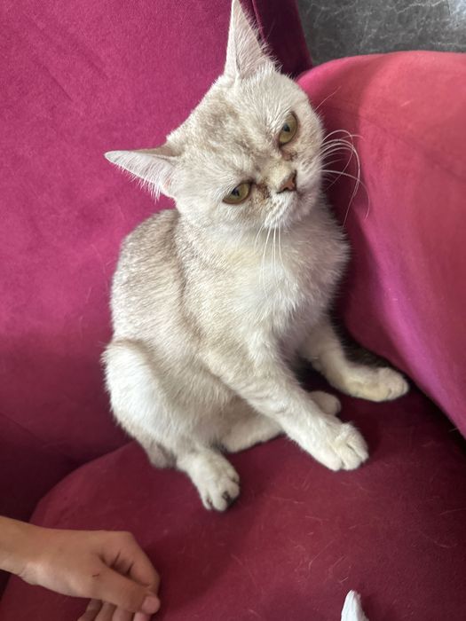 Кошка прадаётся белгирский