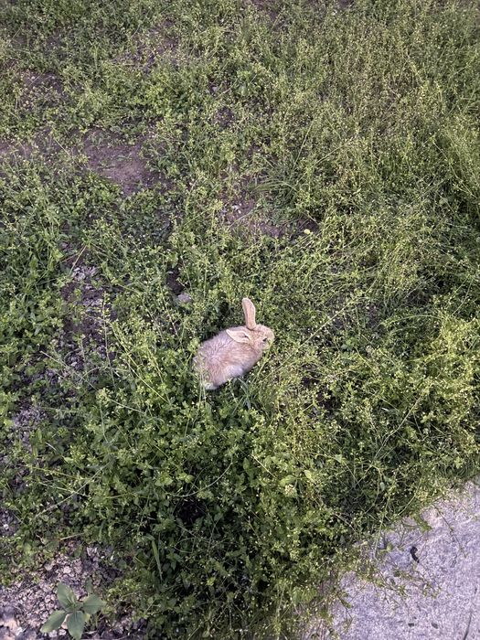 Quyon bor zottor donasi