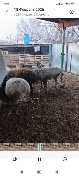 Матки арашан котные