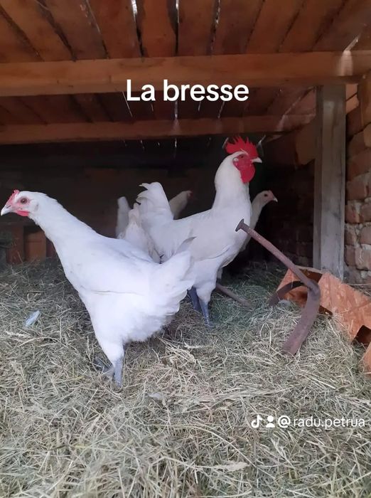 La bresse ouă pentru incubat