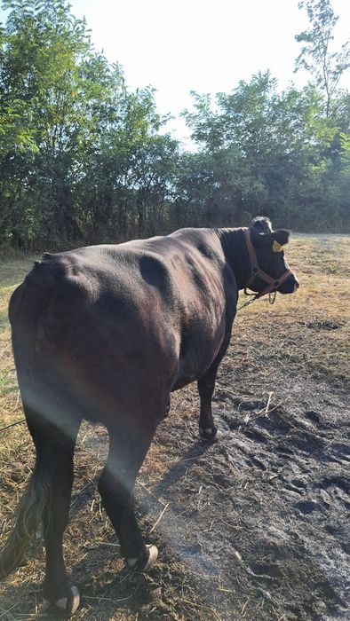 Vitea Angus de vanzare