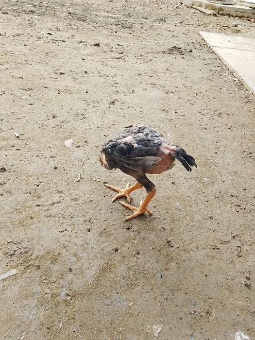 Дакан шоже сатылады