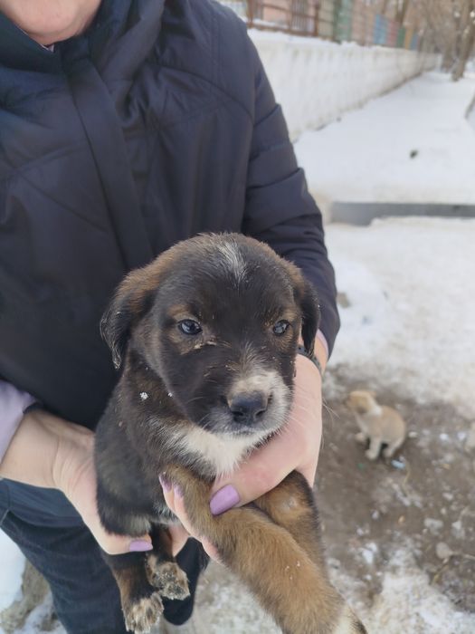 Щенки в добрые руки