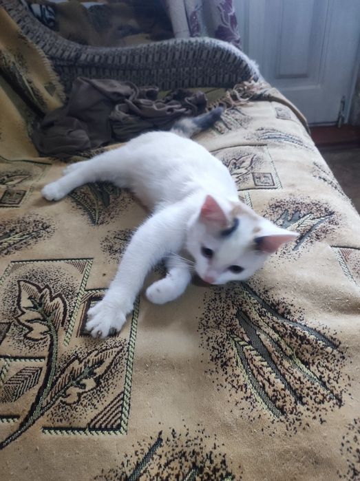 Котёнок девочка 4месяца